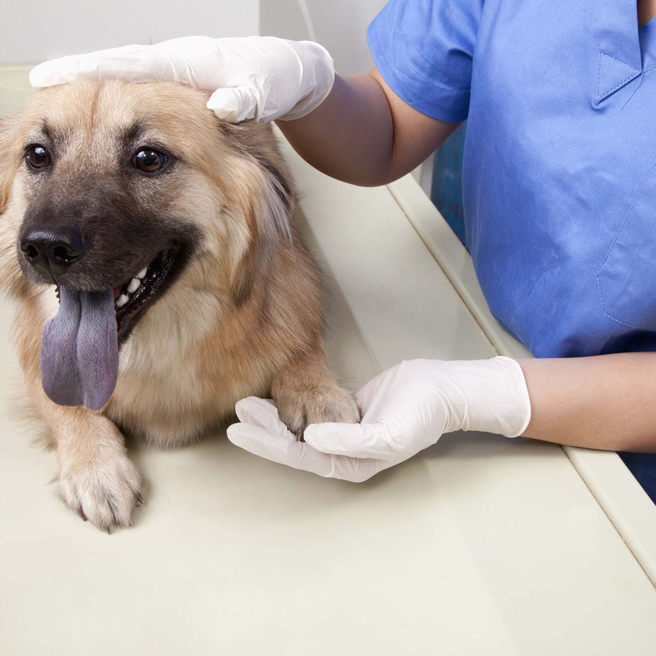 Veterinarian with dog in examination room